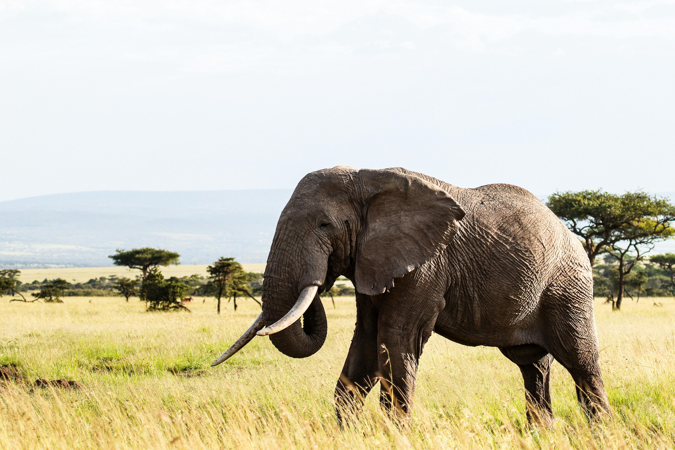 Galería de Amboseli 4